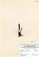 藏品(柳葉劍蕨)的圖片